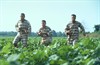 О, где же ты, брат? (O Brother, Where Art Thou?)