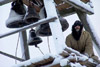 Петр Мамонов