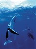 Дельфины и киты 3D (Dolphins and Whales 3D: Tribes of the Ocean)