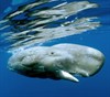 Дельфины и киты 3D (Dolphins and Whales 3D: Tribes of the Ocean)