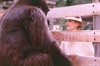 Рене Руссо (Rene Russo)